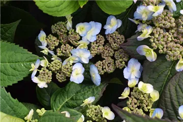 Buschhortensie 'Summer Glow' ® - Hydrangea serrata 'Summer Glow' ®