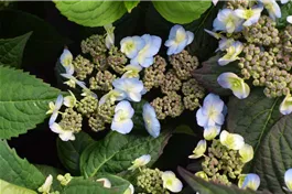 Buschhortensie 'Summer Glow' ® - Hydrangea serrata 'Summer Glow' ®