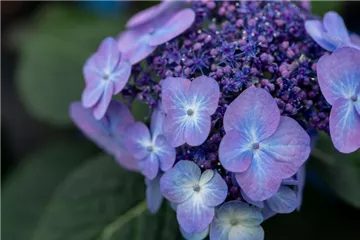 Tellerhortensie Endless Summer 'Pop Star' ® blau - Hydrangea macr. Endless Summer 'Pop Star' ® blau