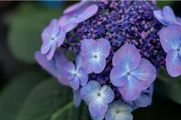 Tellerhortensie Endless Summer 'Pop Star' ® blau - Hydrangea macr. Endless Summer 'Pop Star' ® blau