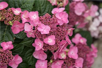 Tellerhortensie Endless Summer 'Pop Star' rosa - Hydrangea m. Endless Summer 'Pop Star' rosa