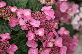 Tellerhortensie Endless Summer 'Pop Star' ® rosa - Hydrangea macr. Endless Summer 'Pop Star' ® rosa