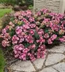 P2002670_4.jpg