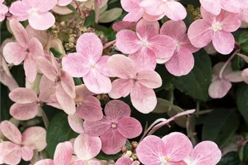 Rispenhortensie '(S)witch'® 'Ophelia' - Hydrangea paniculata '(S)witch'® 'Ophelia'