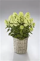 Hydrangea paniculata 'Panflora' Hydrangea paniculata 'Panflora'