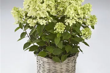 Hydrangea paniculata 'Panflora' Hydrangea paniculata 'Panflora'