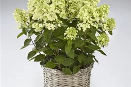 Rispenhortensie 'Panflora' - Hydrangea paniculata 'Panflora'