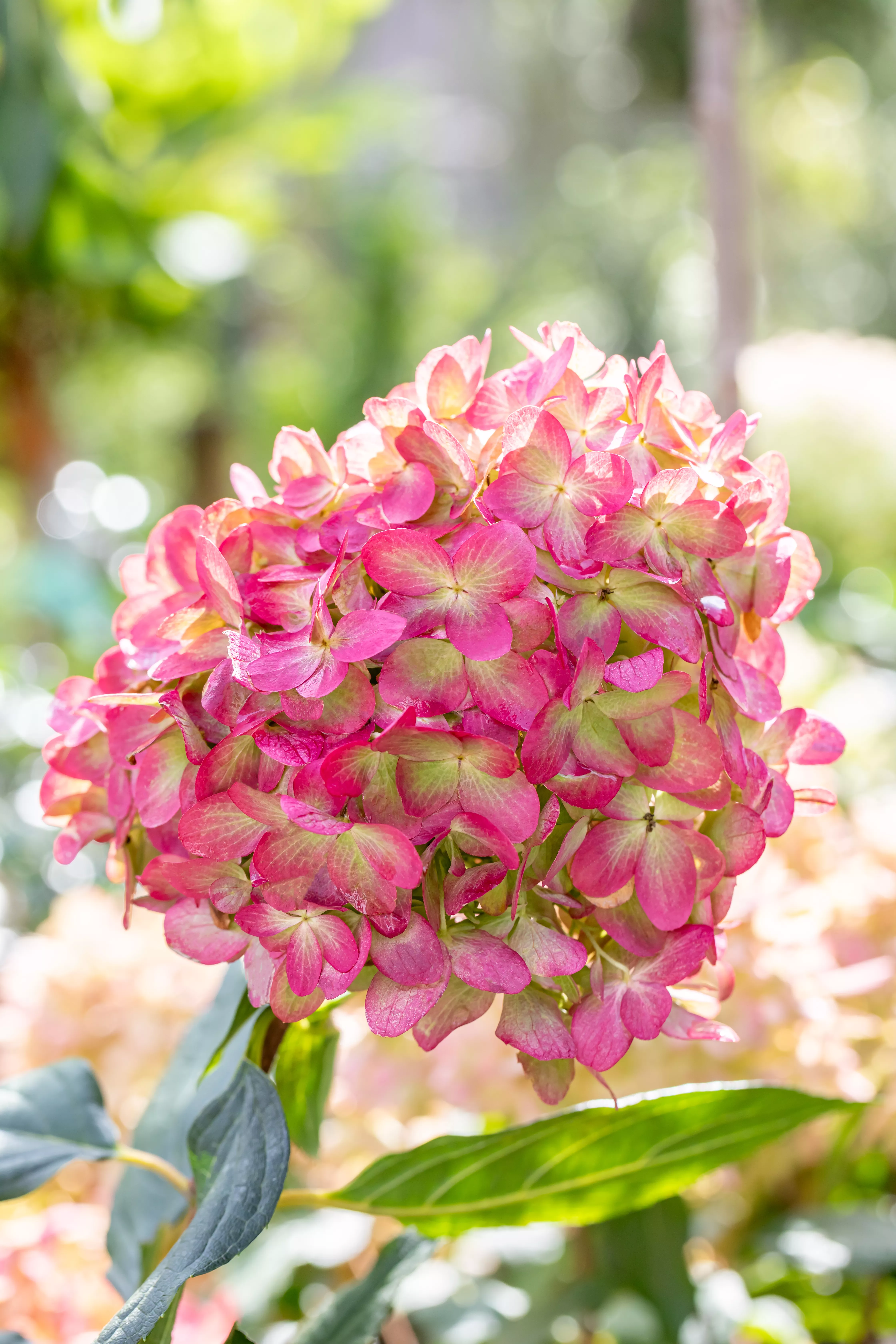 Hydrangea paniculata 'Graffiti'® Hydrangea paniculata 'Graffiti'®