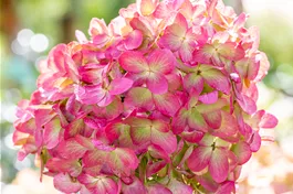Rispenhortensie 'Graffiti'® - Hydrangea paniculata 'Graffiti'®