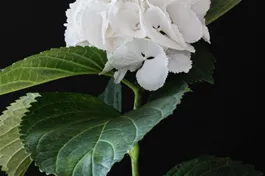 Bauernhortensie 'Magical Snowflake'® - Hydrangea macrophylla 'Magical Snowflake'®