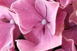 Bauernhortensie 'Magical Sweet Ruby'® rosa - Hydrangea macrophylla 'Magical Sweet Ruby'® rosa