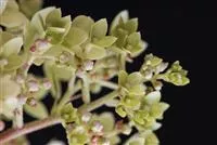 Hydrangea paniculata 'Magical Andes'® Hydrangea paniculata 'Magical Andes'®