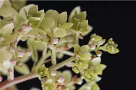 Rispenhortensie 'Magical Andes'® - Hydrangea paniculata 'Magical Andes'®