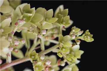 Hydrangea paniculata 'Magical Andes'®