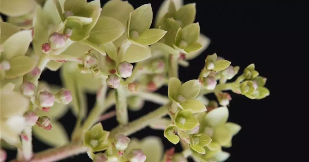 Hydrangea paniculata 'Magical Andes'®