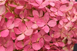 Rispenhortensie 'Magical Mount Fuji'® - Hydrangea paniculata 'Magical Mount Fuji'®