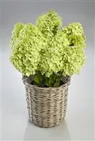 Hydrangea paniculata 'Pandora' Hydrangea paniculata 'Pandora'