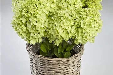 Hydrangea paniculata 'Pandora' Hydrangea paniculata 'Pandora'