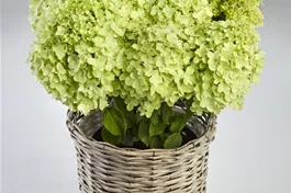 Rispenhortensie 'Pandora' - Hydrangea paniculata 'Pandora'