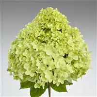 Hydrangea paniculata 'Pandora'