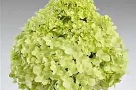 Rispenhortensie 'Pandora' - Hydrangea paniculata 'Pandora'