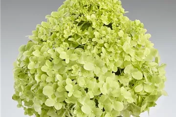 Hydrangea paniculata 'Pandora'