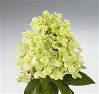 Hydrangea paniculata 'Panflora'