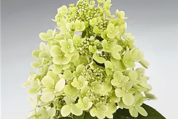 Hydrangea paniculata 'Panflora'