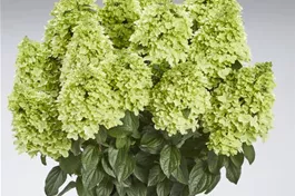 Rispenhortensie 'Pantheon' - Hydrangea paniculata 'Pantheon'