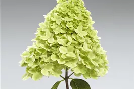 Rispenhortensie 'Pantheon' - Hydrangea paniculata 'Pantheon'