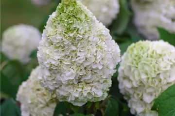 Eichenblättr.Hortensie 'Tara' ® - Hydrangea quercifolia 'Tara' ® Eichenblättr.Hortensie 'Tara' ® - Hydrangea quercifolia 'Tara' ®