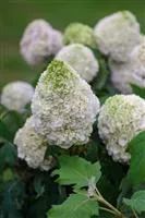 Hydrangea quercifolia 'Tara' ®