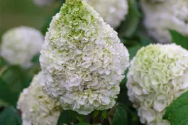 Eichenblättr.Hortensie 'Tara' ® - Hydrangea quercifolia 'Tara' ®
