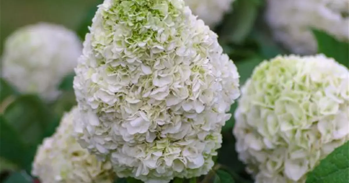 Hydrangea quercifolia 'Tara' ®