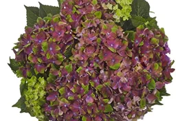 Bauernhortensie 'Glossy Lips' lila - Hydrangea macrophylla 'Glossy Lips' purple