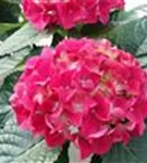 P2000139_2.jpg