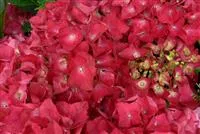 Hydrangea macrophylla 'Red Beauty'