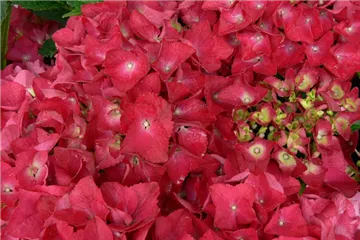 Hydrangea macrophylla 'Red Beauty'