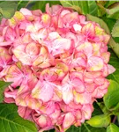 GS914799.jpg