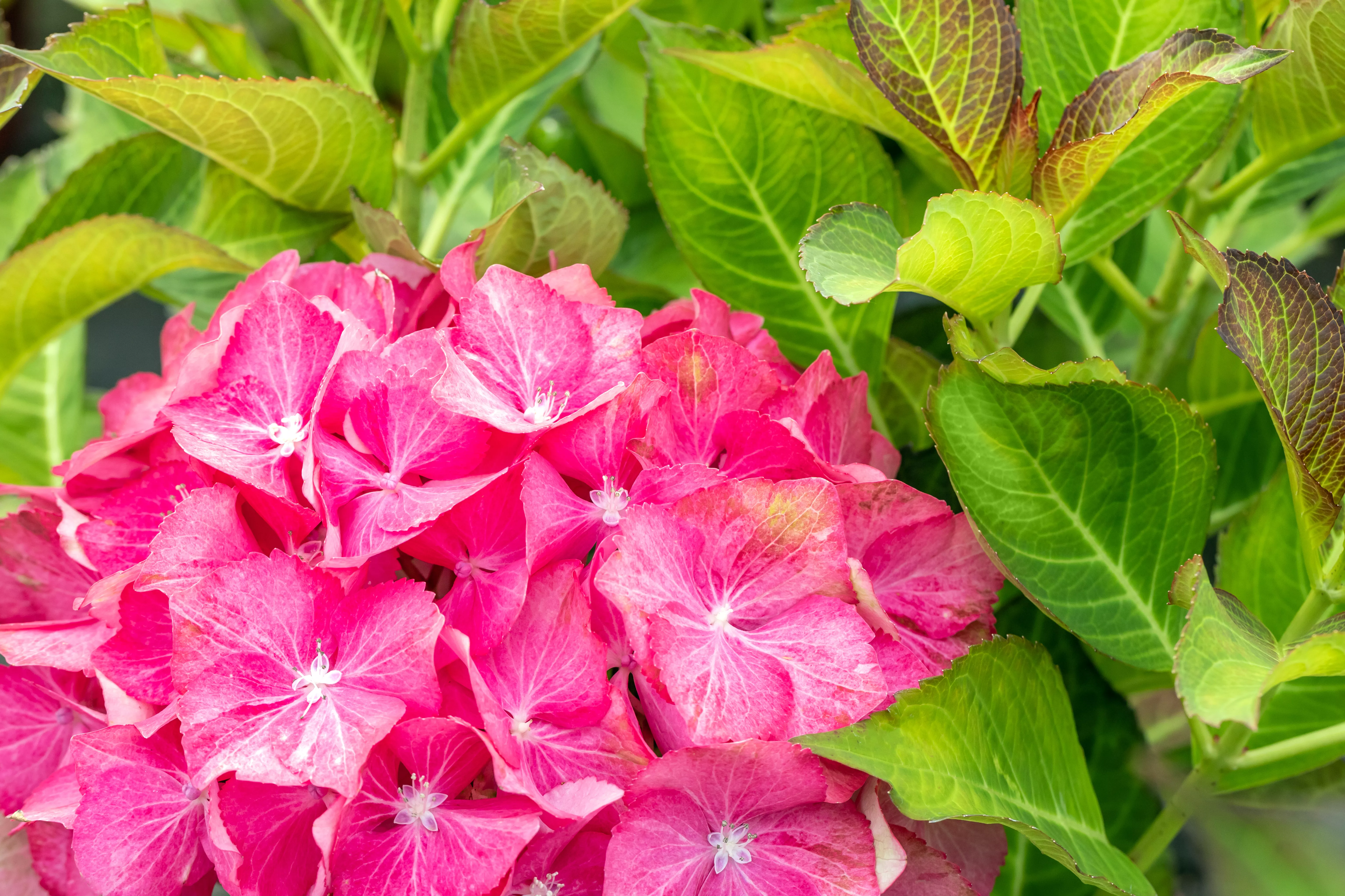 Hydrangea macrophylla 'Sweet Lips Pink' Hydrangea macrophylla 'Sweet Lips Pink'