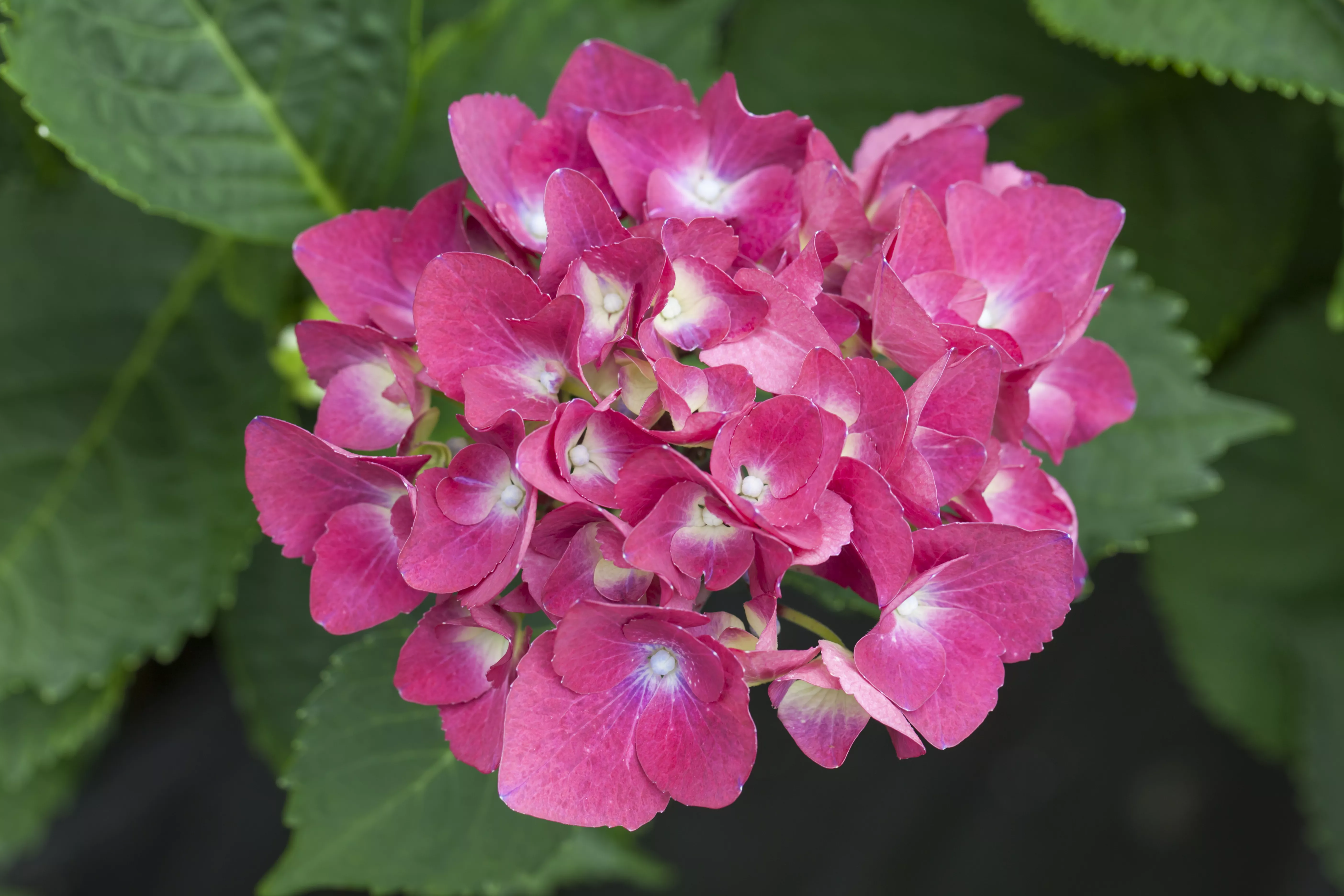 Hydrangea macrophylla 'Red Beauty' Hydrangea macrophylla 'Red Beauty'