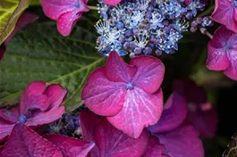 Tellerhortensie 'Dark Angel' ® lila - Hydrangea macr. 'Dark Angel' ® Teller lila