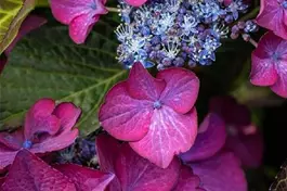 Tellerhortensie 'Dark Angel' ® lila - Hydrangea macr. 'Dark Angel' ® Teller lila