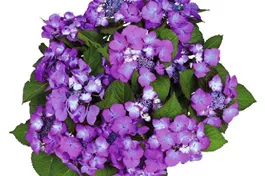 Teller-Hortensie 'Dark Angel' lila - Hydrangea macrophylla 'Dark Angel' ® lila