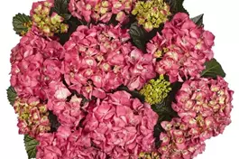 Bauernhortensie 'Baladia Hot Pink' ® - Hydrangea macrophylla 'Baladia Hot Pink' ®