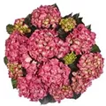Logo Hortensien24