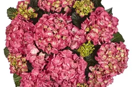Bauernhortensie 'Baladia Hot Pink'-S- - Hydrangea macrophylla 'Baladia Hot Pink'-S-