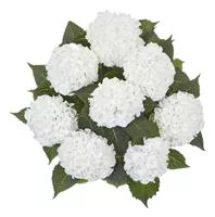 Hydrangea macrophylla 'Ice Boy'