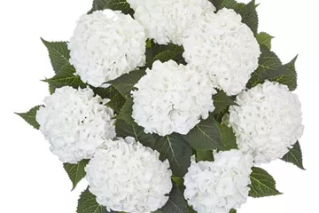Hydrangea macrophylla 'Ice Boy'