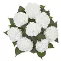 Logo Hortensien24